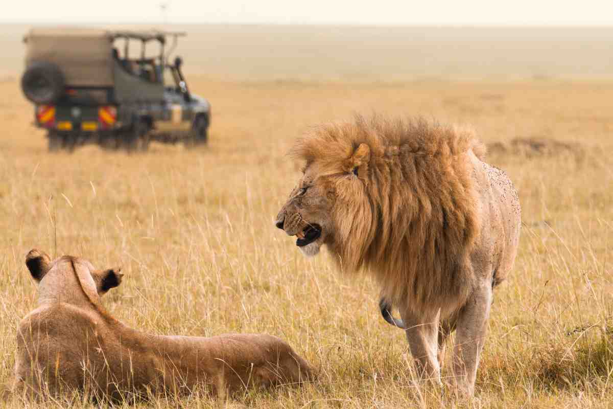 spende una fortuna per salvaguardare i leoni viene sbranato durante un safari