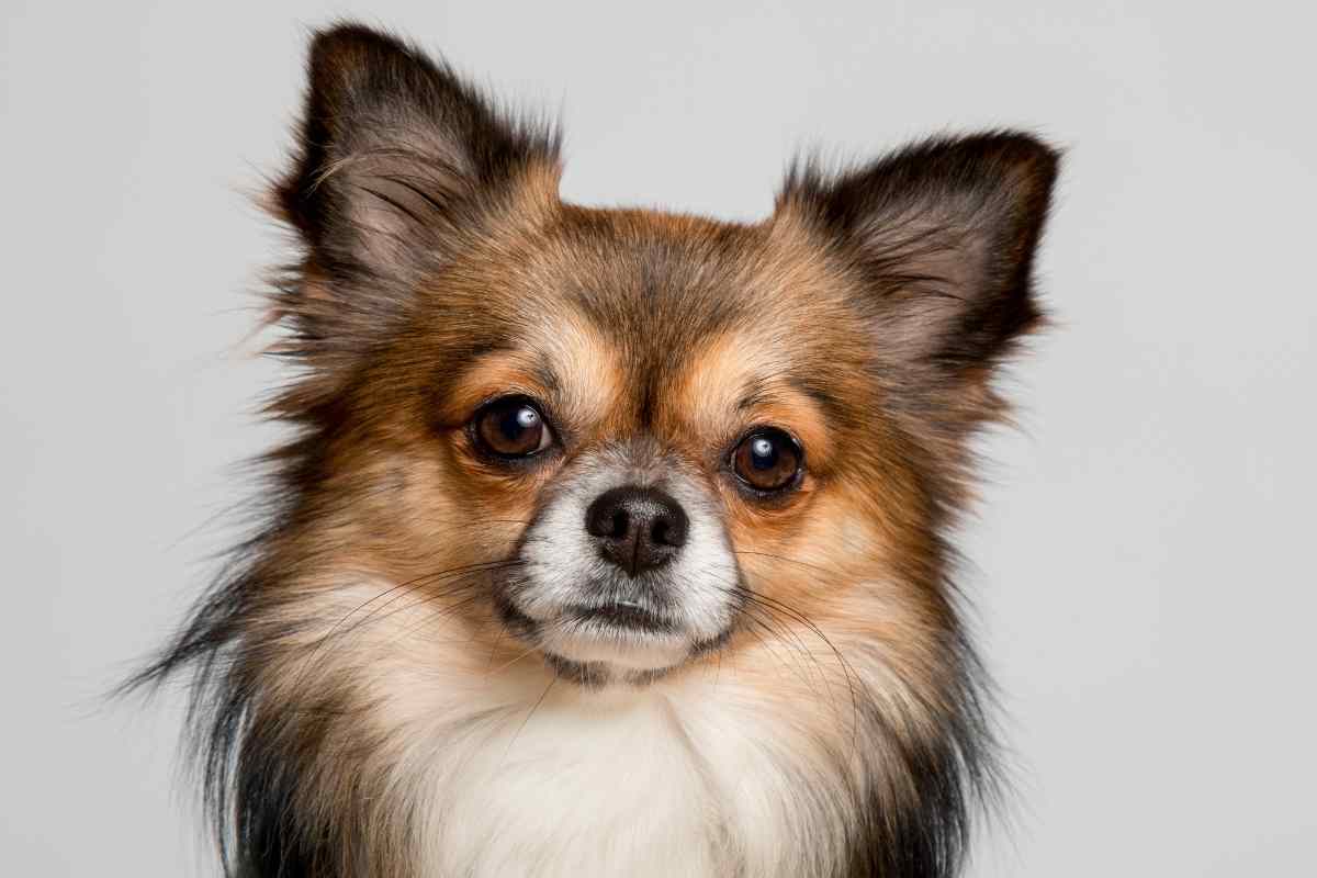 Casca in un ghiacciaio a 8 metri d’altezza: lo salva il suo chihuahua