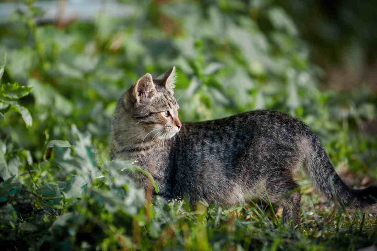 Gatto