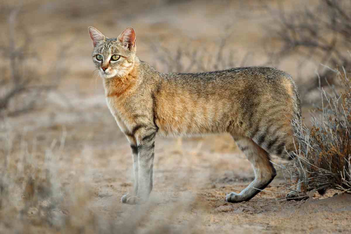 Gatto selvatico