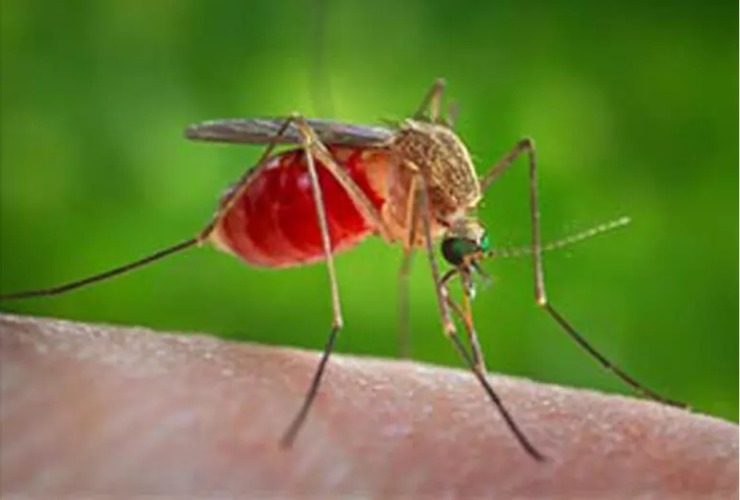 West Nile