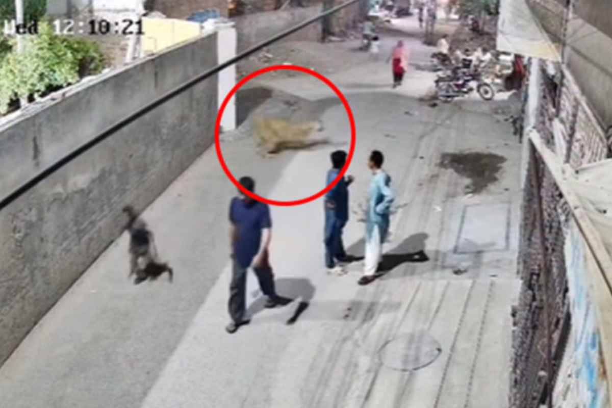 Leone salta un muro e aggredisce una donna con due bambini – VIDEO Leone salta un muro e aggredisce una donna con due bambini – VIDEO