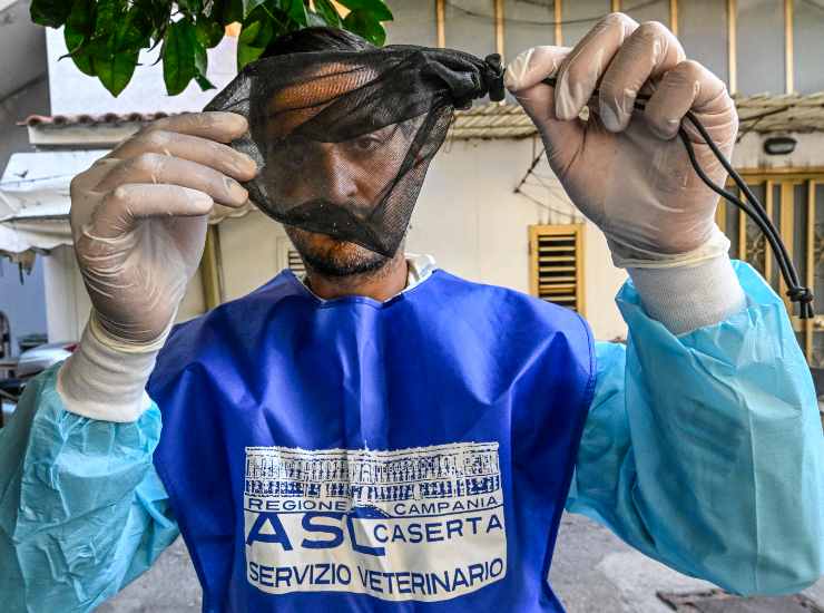 I controlli su una zanzara