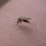 Zanzara sulla pelle umana