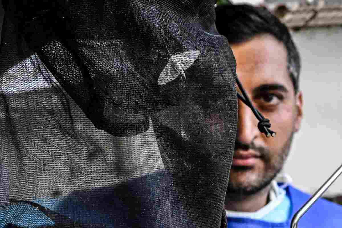 West Nile, lo specialista Crisanti: “Non esistono allarmi ma la prevenzione sulle zanzare..” West Nile, lo specialista Crisanti: “Non esistono allarmi ma la prevenzione sulle zanzare..”