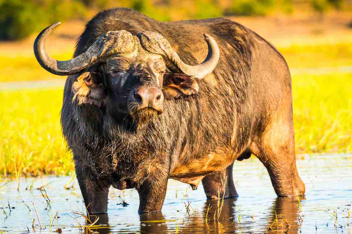 Bufalo in Africa
