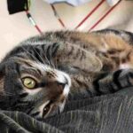 Gatti