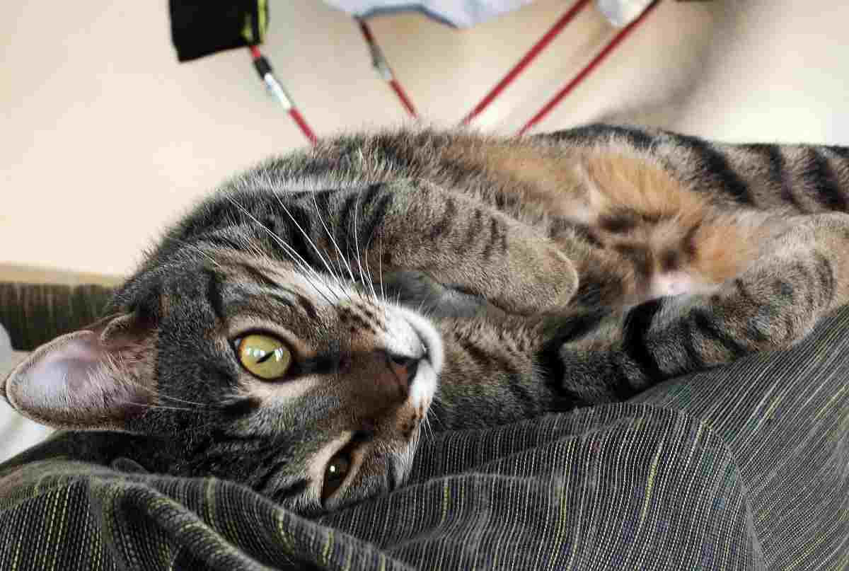 Gatti torturati online: smantellata la rete globale che condivideva i video Gatti torturati online: smantellata la rete globale che condivideva i video