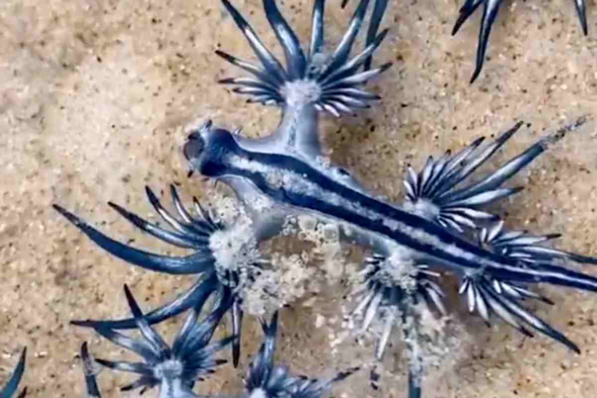 Attenzione bagnanti: spiaggia chiusa per l’invasione dei “draghi blu” velenosi Attenzione bagnanti: spiaggia chiusa per l’invasione dei “draghi blu” velenosi