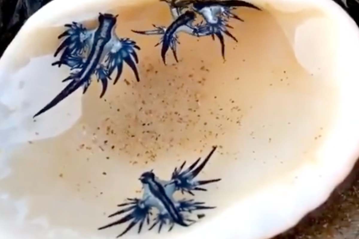 Lumache di mare