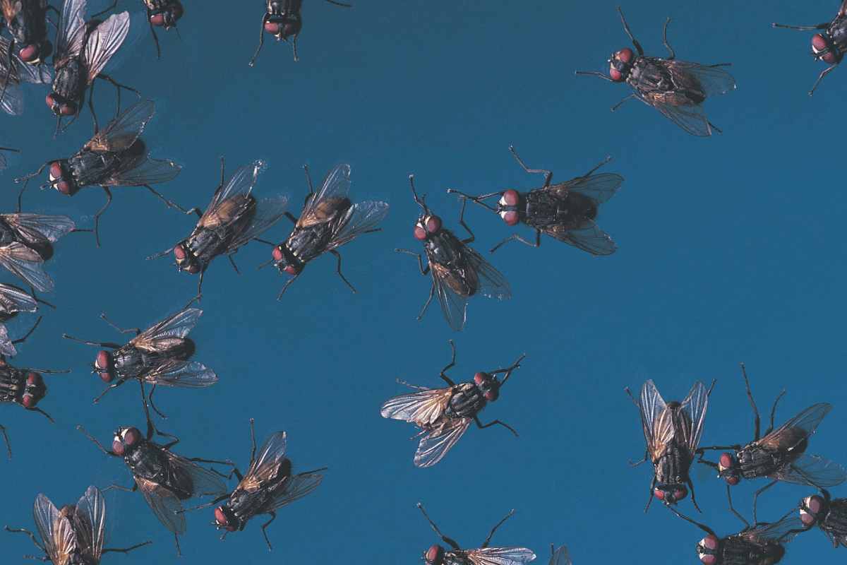 Guerra al parassita carnivoro: gli Stati Uniti lanciano milioni di mosche dagli aerei