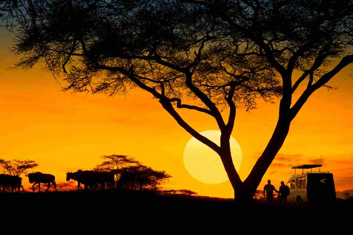 Safari