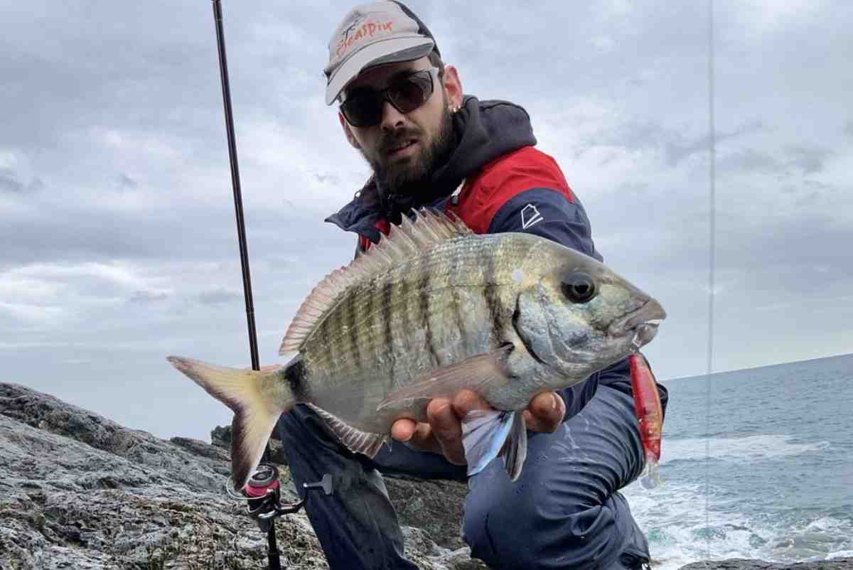 Un'esemplare di Ssrago pescato nei nostri mari