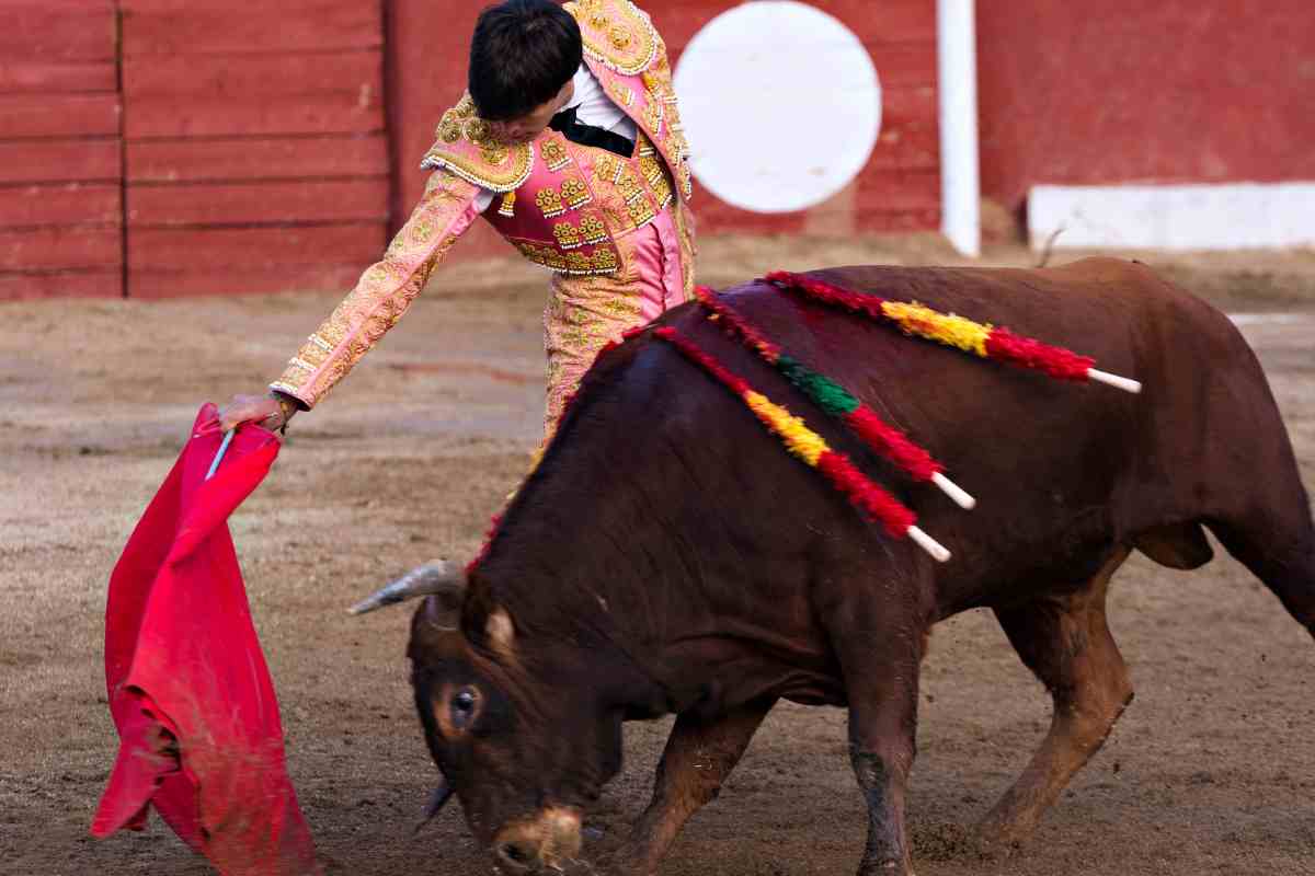 Dramma nella corrida: un toro da 695 kg uccide un giovane torero – VIDEO Dramma nella corrida: un toro da 695 kg uccide un giovane torero – VIDEO