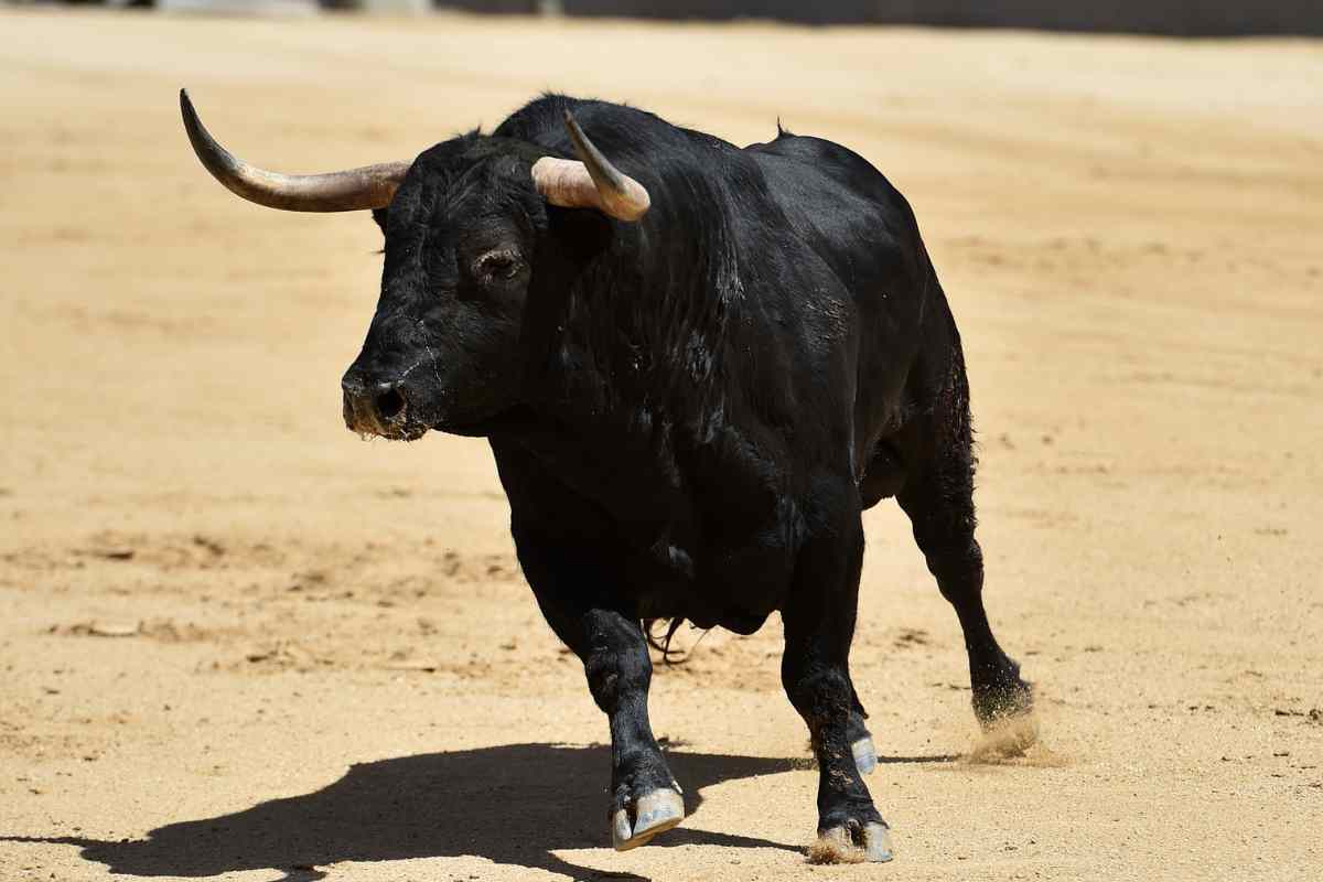 Toro