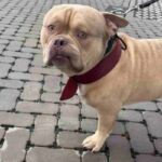 Pako