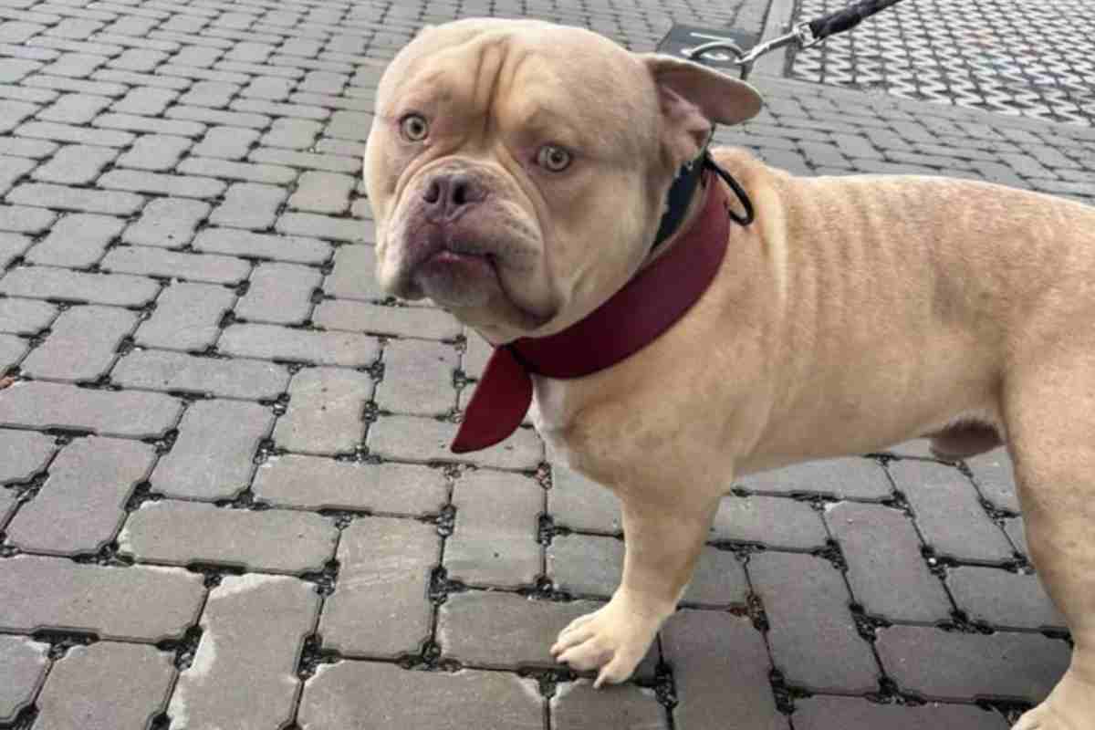 Le vietano di salire con il cane: donna lo abbandona in taxi per andare in vacanza