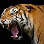 Tigre ruggisce