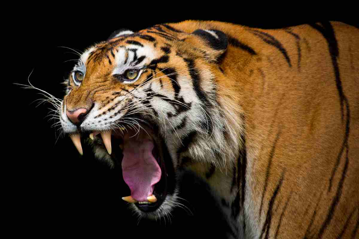Tigre ruggisce