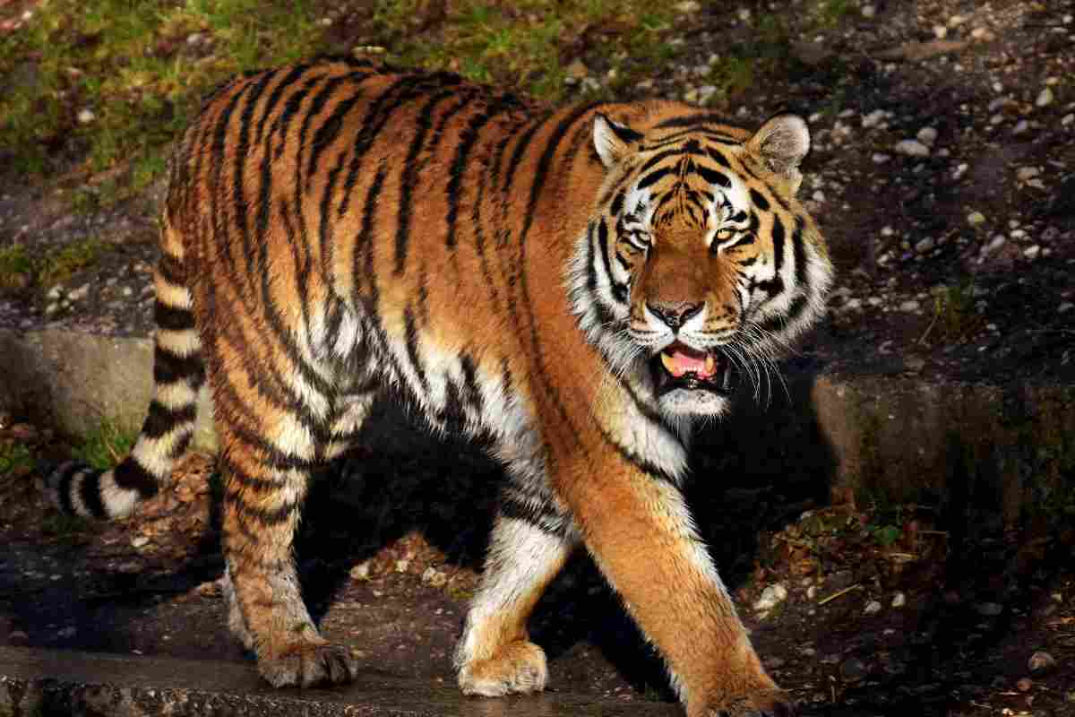 Tigre