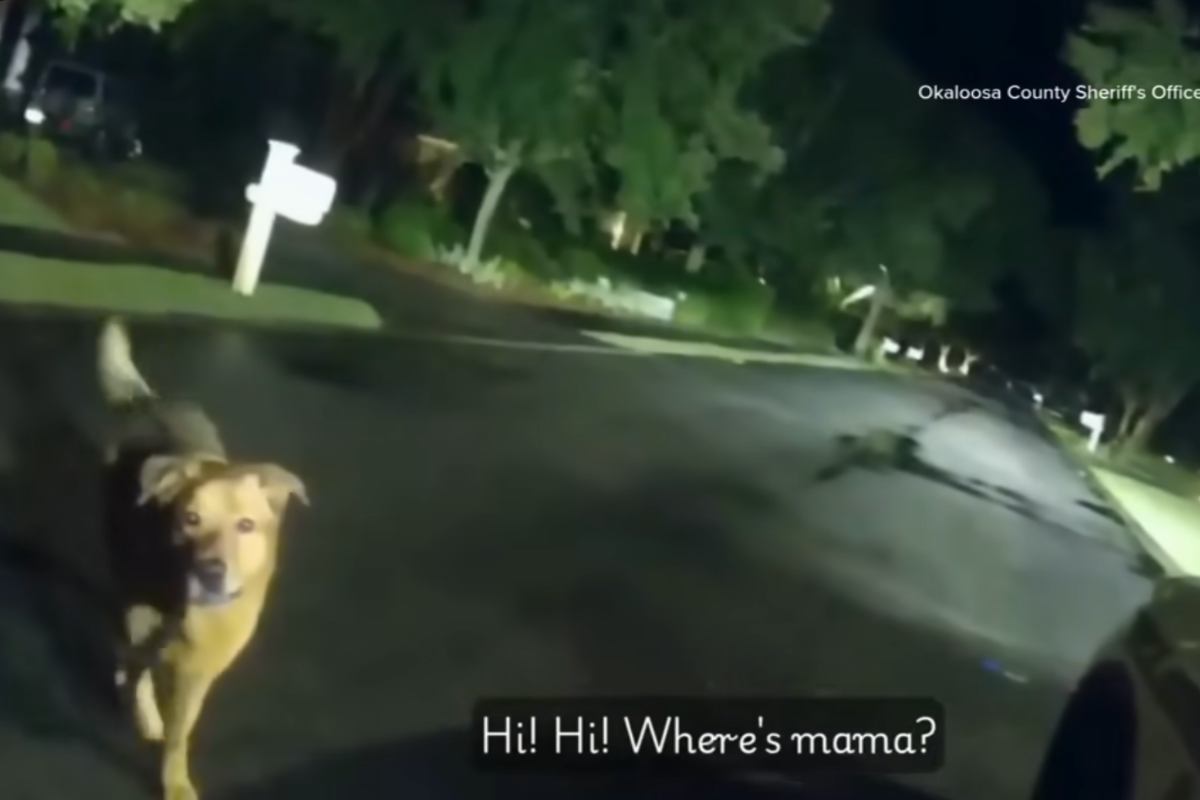 Anziana scomparsa, poi spunta il cane: “Bravo ragazzo, la nonna ti vuole bene…” – VIDEO