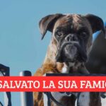 Un cane boxer