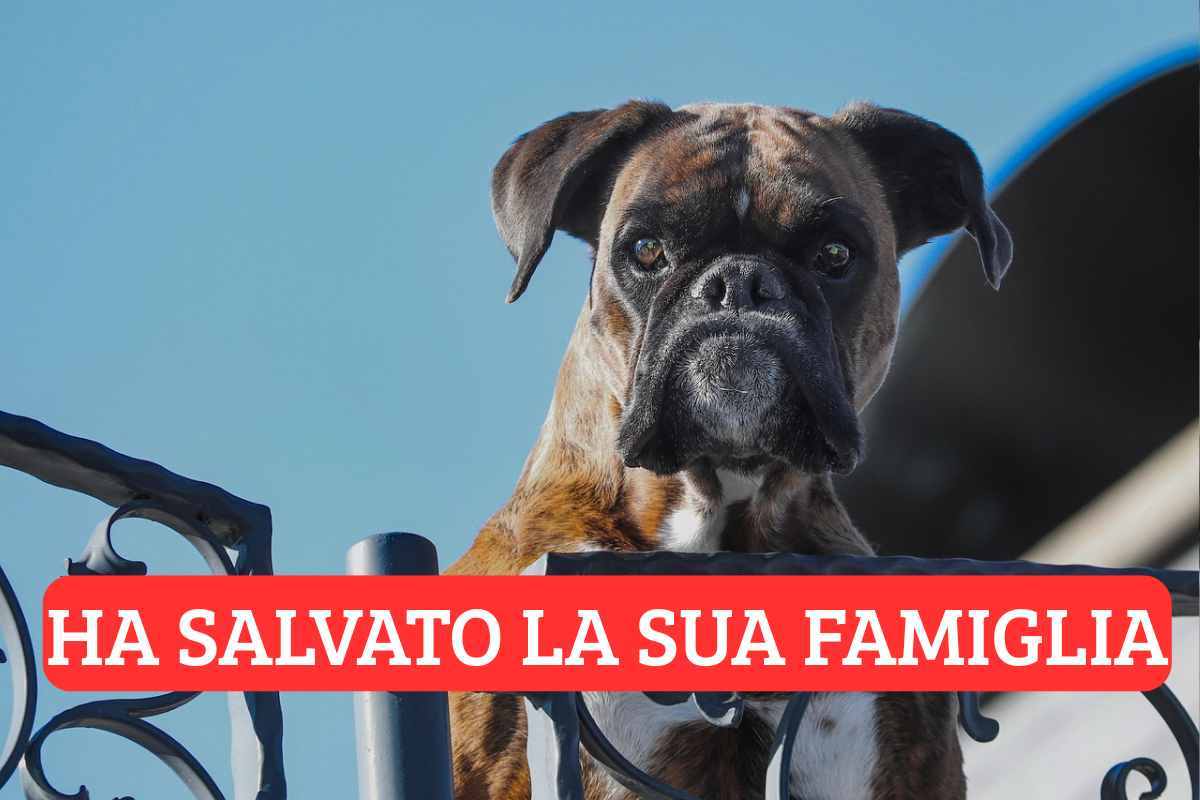 Roma, cane eroe salva la sua famiglia: “Non ci ha pensato due volte ad intervenire”