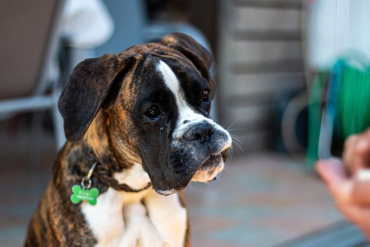 Un boxer