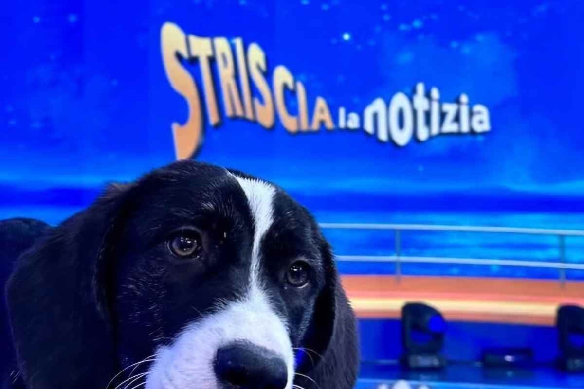 Striscia la Notizia cambiamento epocale