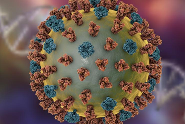il ceppo del nuovo virus