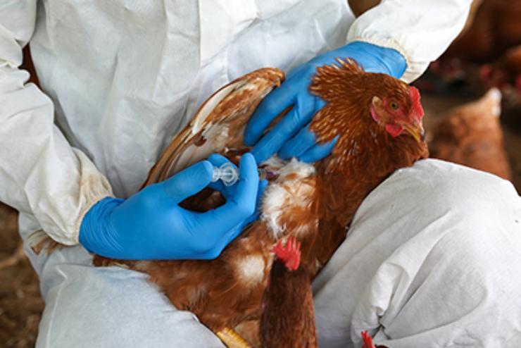 Influenza aviaria