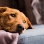cane con la testa appoggiata sul divano