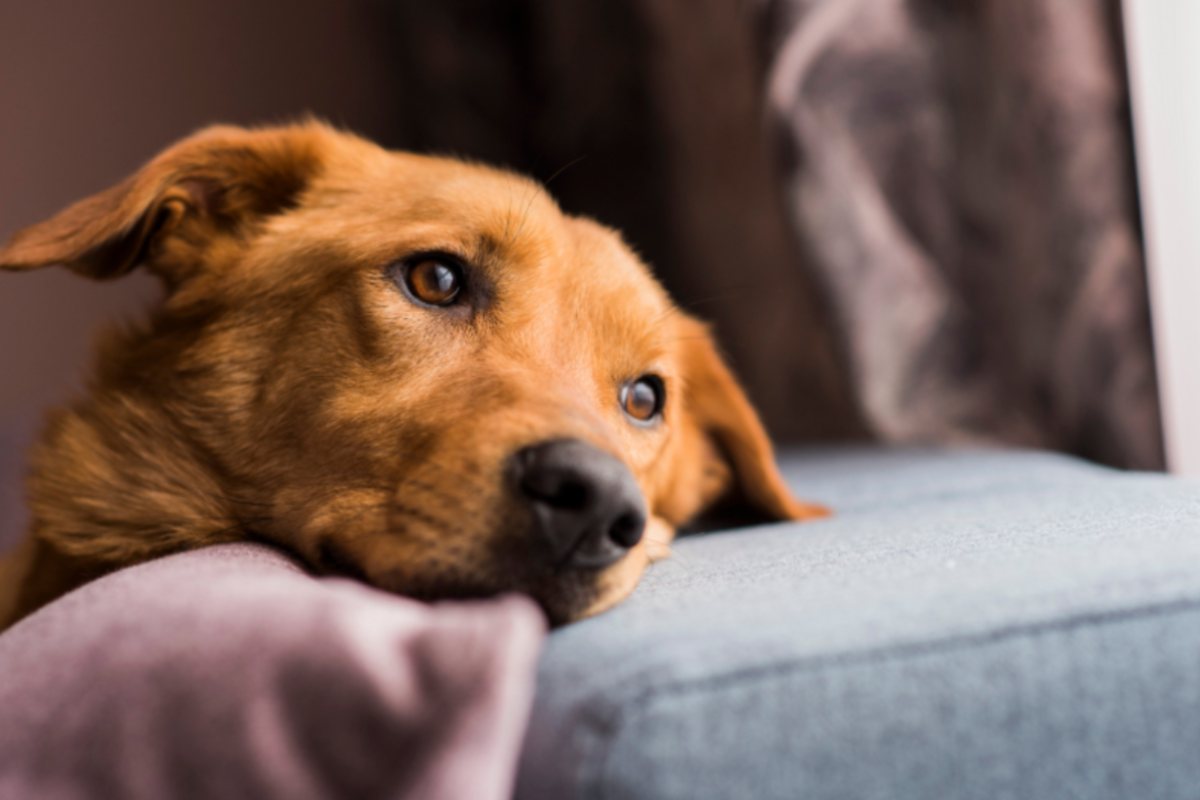 Animali in condominio, la Legge non perdona: multe da 5000 euro