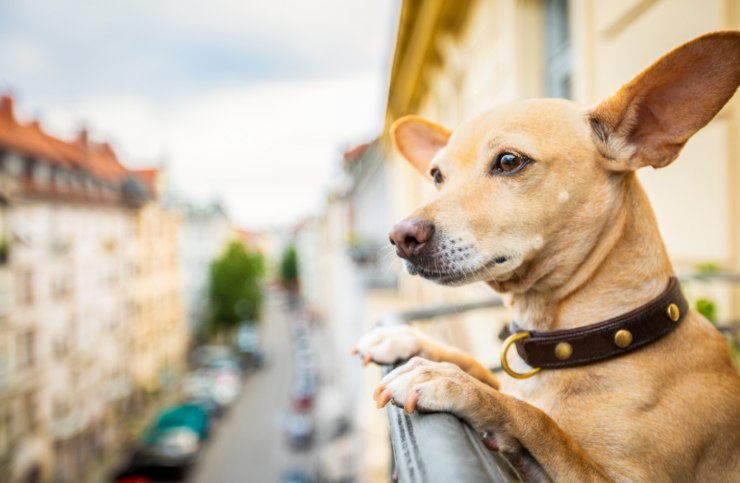 cane affacciato dal balcone