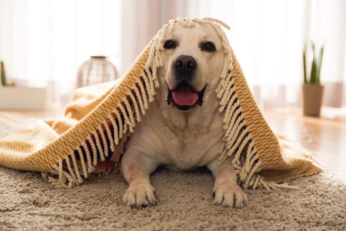 se il cane del vicino abbaia di continuo hai diritto ad un risarcimento la sentenza