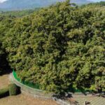 il castagno dei 100 cavalli