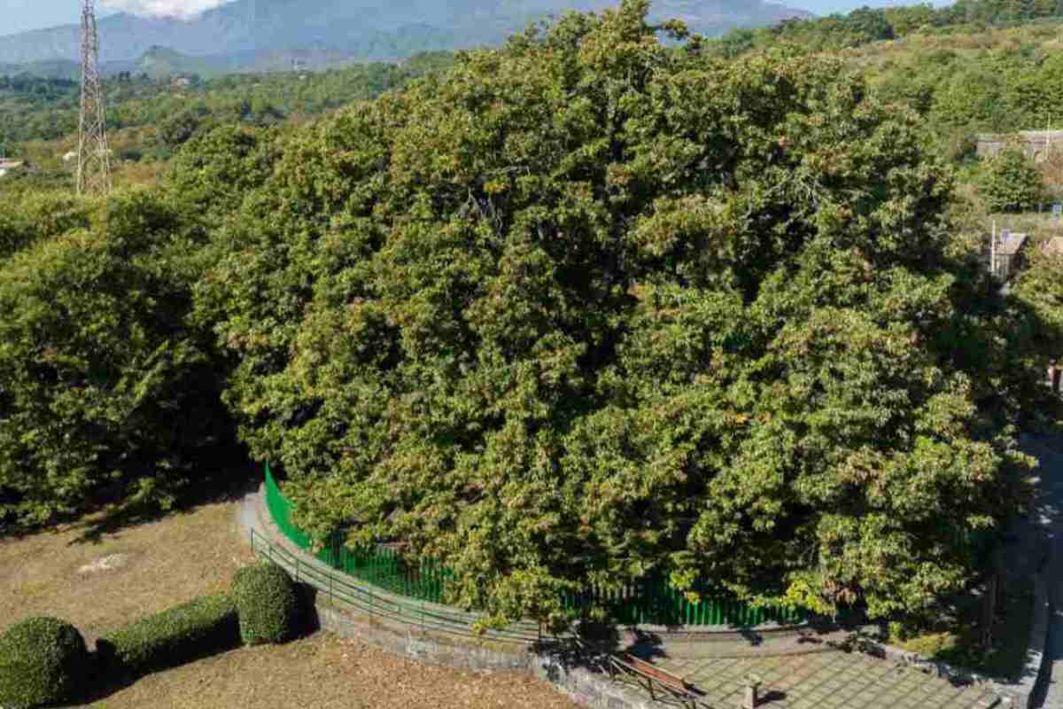 Il leggendario castagno dei Cento Cavalli: ecco l’albero più antico d’Italia