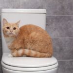 gatto seduto sopra al water