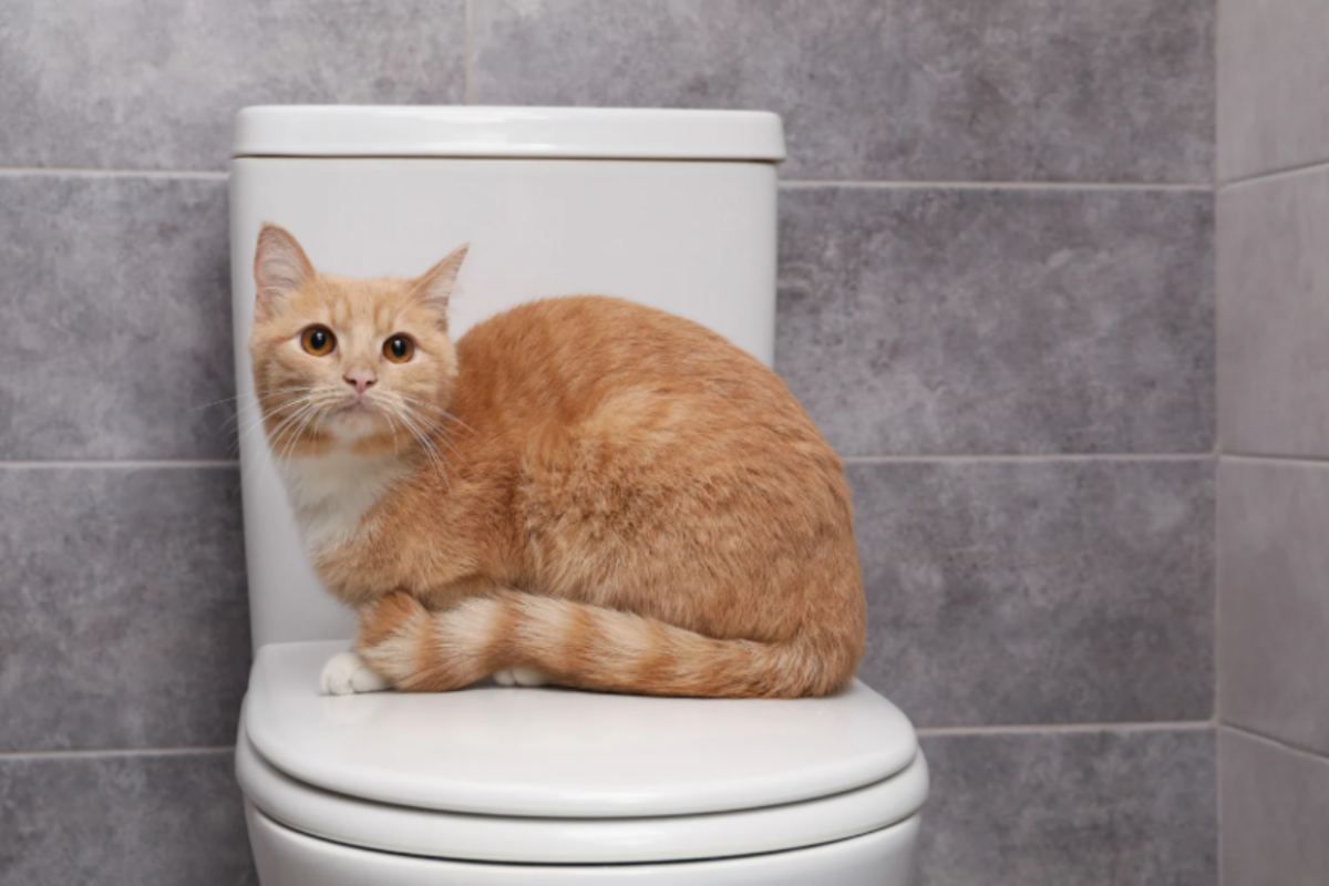 gatto seduto sopra al water