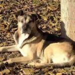 nero vittima dei botti di capodanno