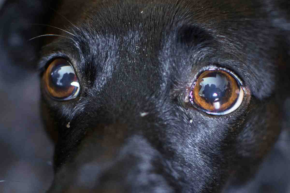 gli occhi spaventati di un cane