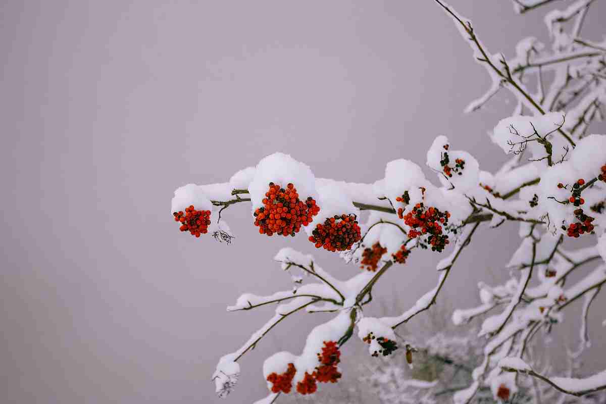 neve su alberi in fiore