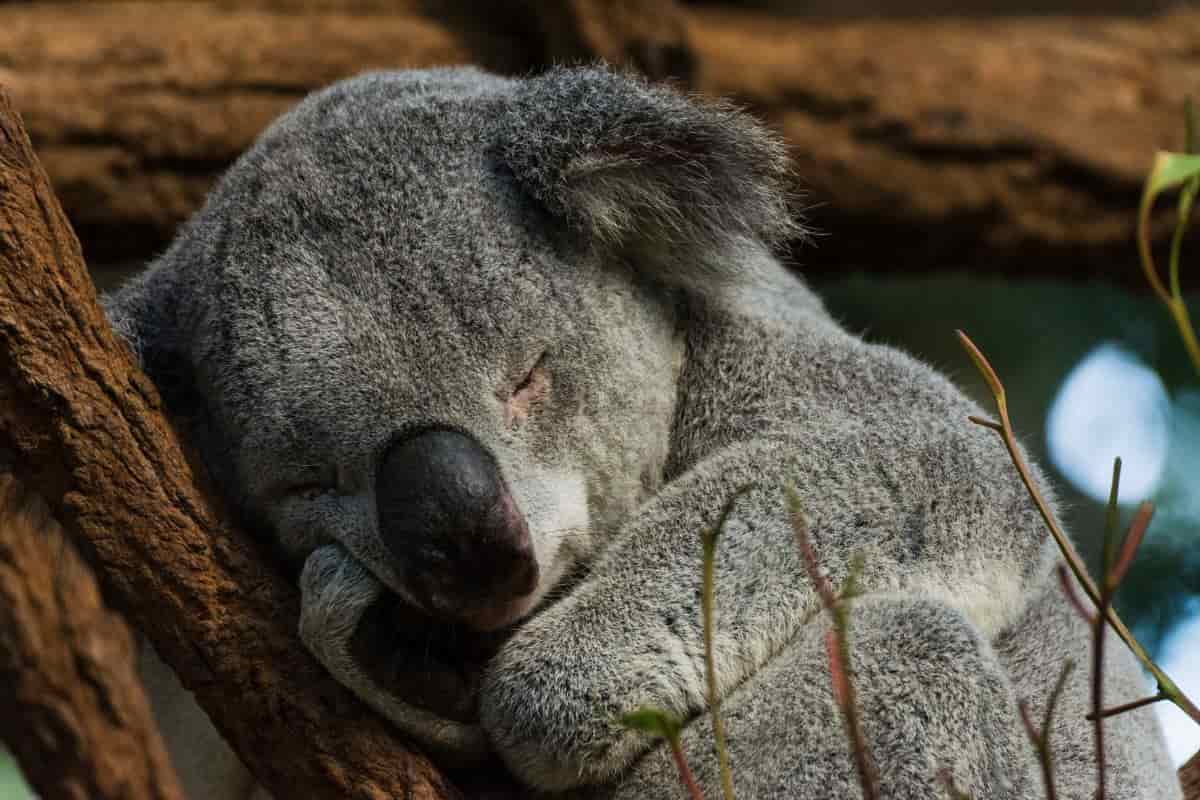 koala addormentato albero