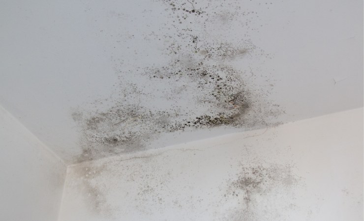 muffa sulle pareti
