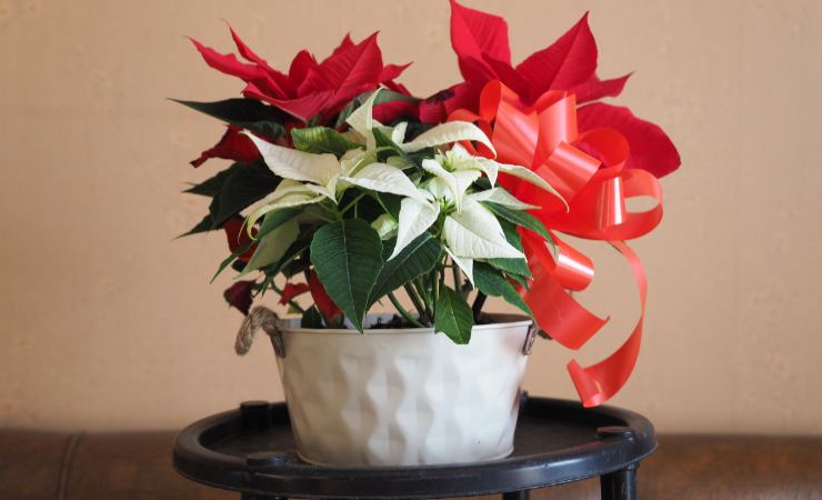 vaso con stella di Natale bianca e rossa