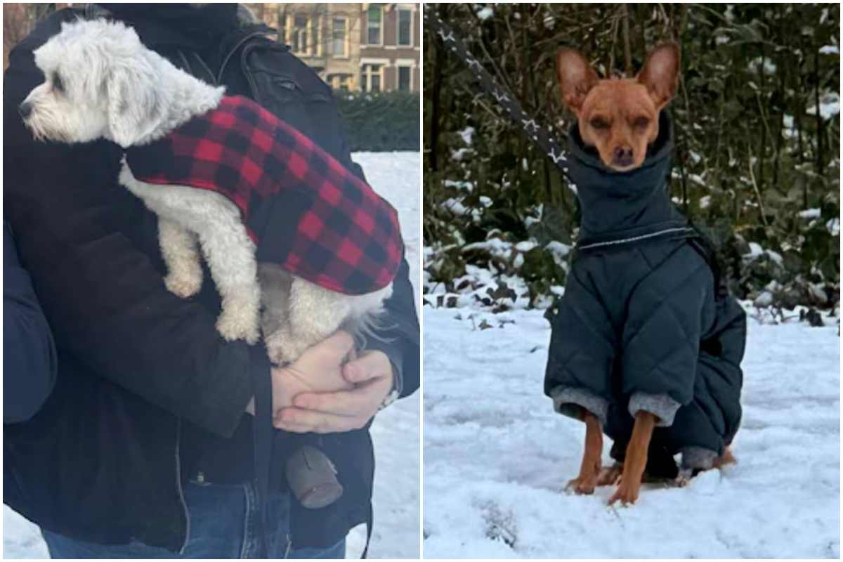 Cani coperti con giacchetti