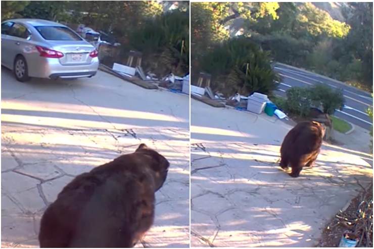 L'orso che si allontana da casa 